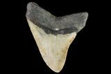 Fossil Megalodon Tooth - North Carolina #109723-2